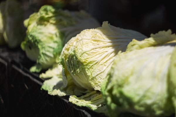 FDA rectifica alerta sobre lechuga mexicana: resultado fue falso positivo