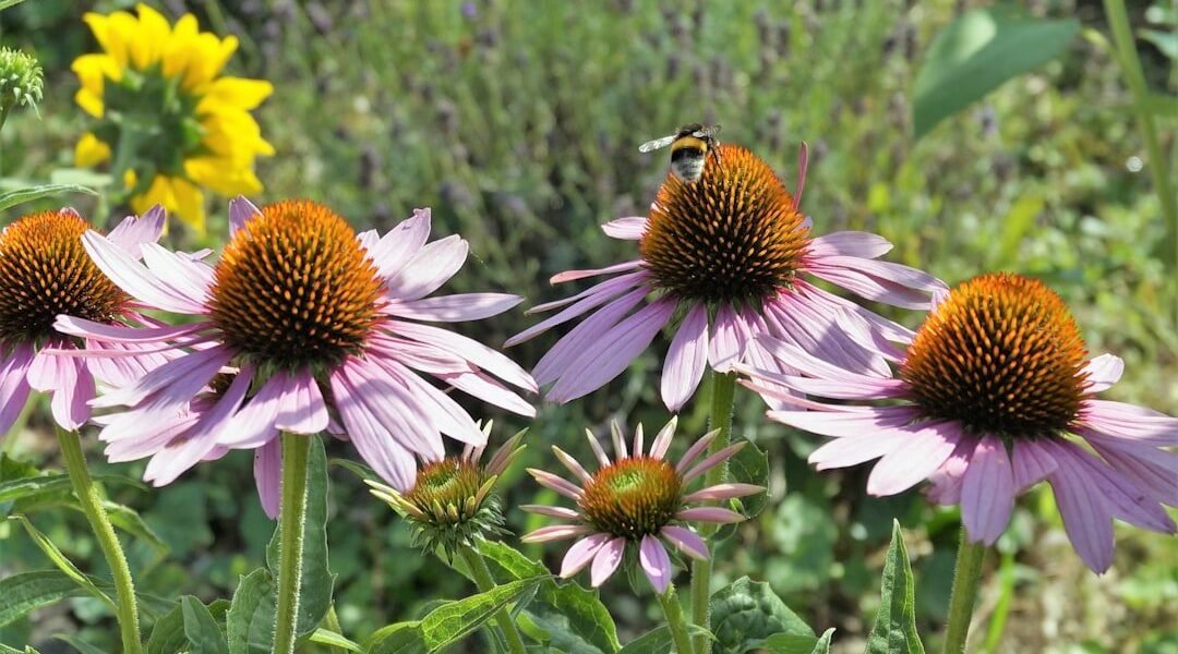 Ciudad de México protege abejas, colibríes y murciélagos con nueva legislación ambiental