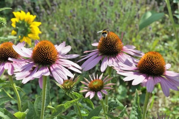 Ciudad de México protege abejas, colibríes y murciélagos con nueva legislación ambiental