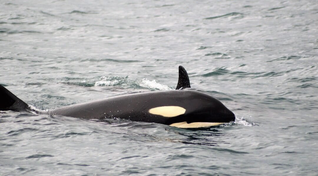 Orcas desarrollan nuevo método de caza: destrozar peces luna para alimentar a sus crías