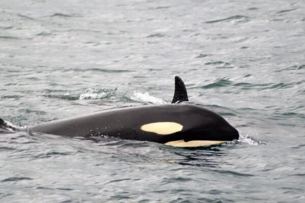 Orcas desarrollan nuevo método de caza: destrozar peces luna para alimentar a sus crías