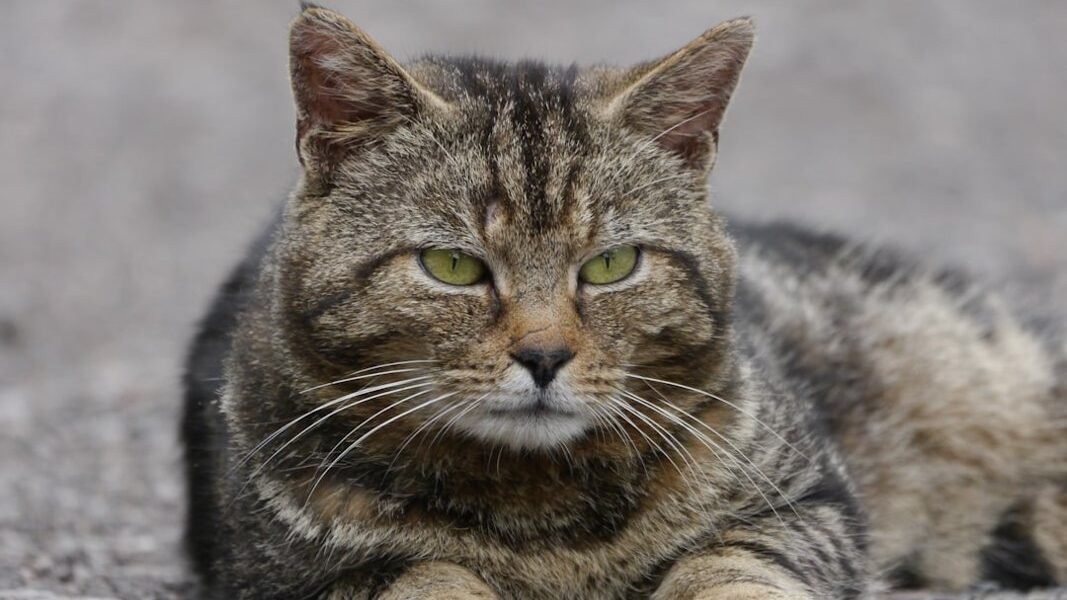 Virus silenciosos: cómo las mascotas amenazan a los felinos salvajes