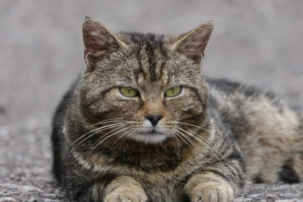 Virus silenciosos: cómo las mascotas amenazan a los felinos salvajes