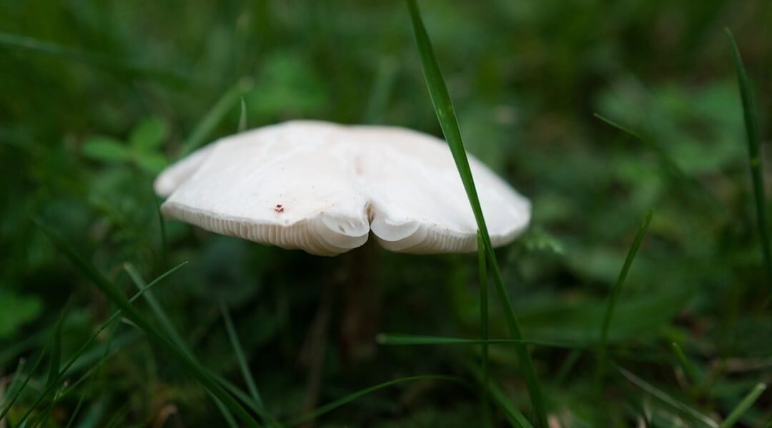 Lactarius indigo: el hongo azul de México que cautiva a la ciencia