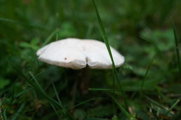 Lactarius indigo: el hongo azul de México que cautiva a la ciencia