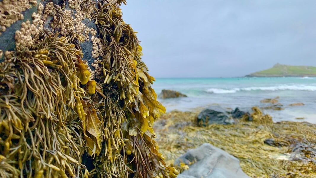 Caribe mexicano en alerta: invasión de sargazo cierra playas y desafía ecosistemas