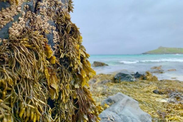 Caribe mexicano en alerta: invasión de sargazo cierra playas y desafía ecosistemas