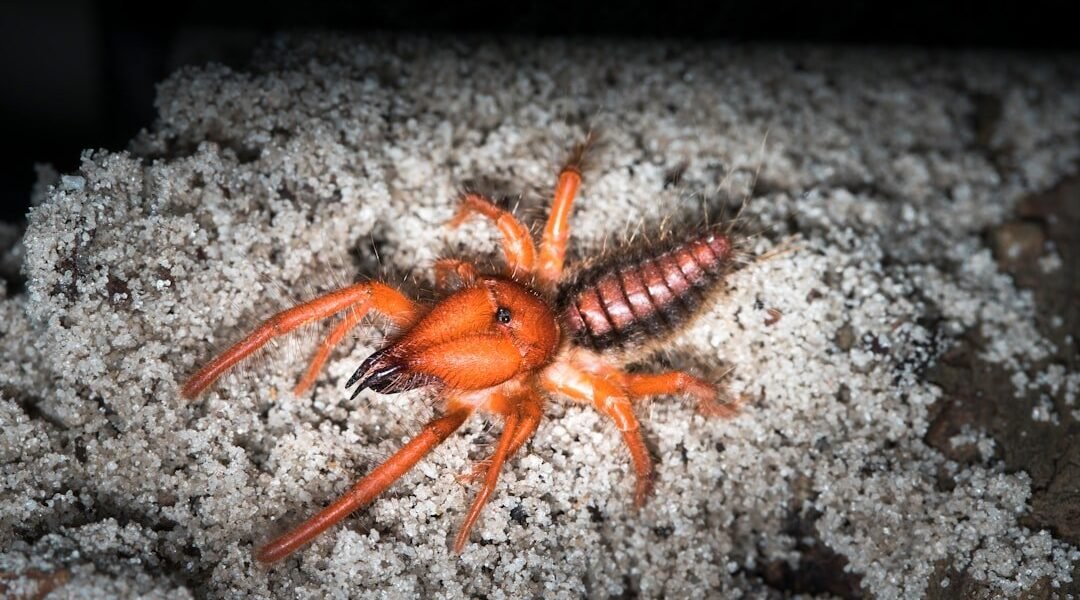 El misterio paleontológico: cómo un fósil guardado reveló al escorpión gigante