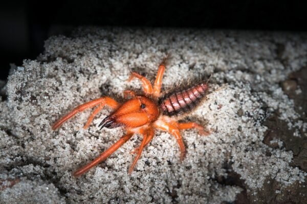El misterio paleontológico: cómo un fósil guardado reveló al escorpión gigante
