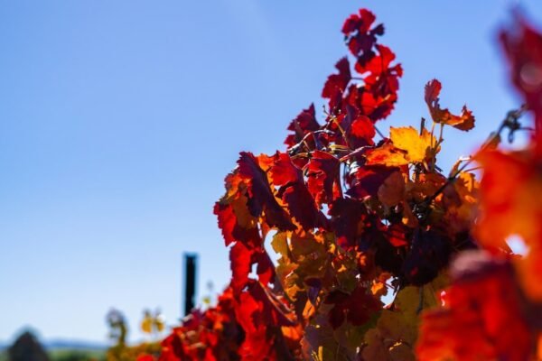 Vendimias 2026: Cuatro meses de celebración entre viñedos y sabores