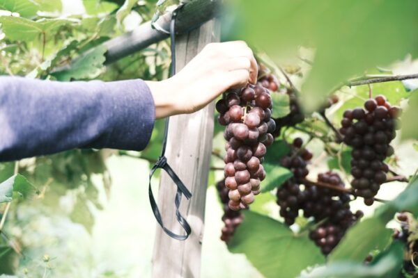 Vendimias 2026: Cuatro meses de encuentro entre tradición, sabor y comunidad