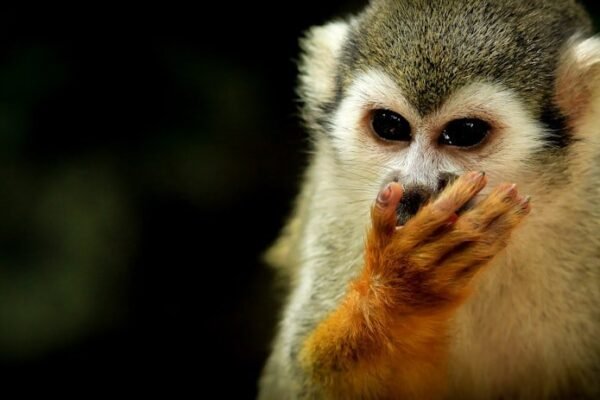 Haaland y la polémica de mascotas exóticas: qué nos dice sobre el consumismo global