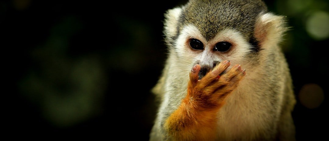 Haaland y la polémica de mascotas exóticas: qué nos dice sobre el consumismo global
