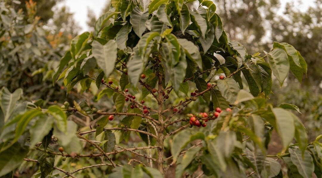 La crisis climática amenaza la cadena global del café: cómo afecta a América Latina