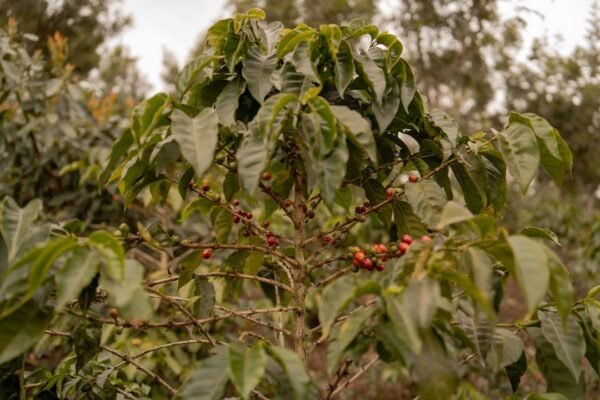 La crisis climática amenaza la cadena global del café: cómo afecta a América Latina