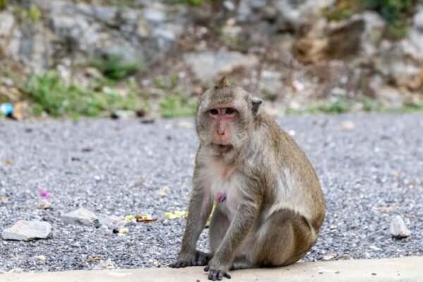 Microplásticos en monos aulladores: la contaminación invisible llega a las copas de Veracruz