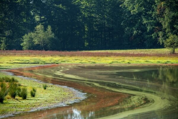 Parásito invisible: la ciclosporiasis amenaza la seguridad alimentaria en América