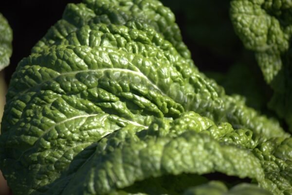 Retiro de lechugas mexicanas en EE.UU.: qué sabemos del brote de intoxicación