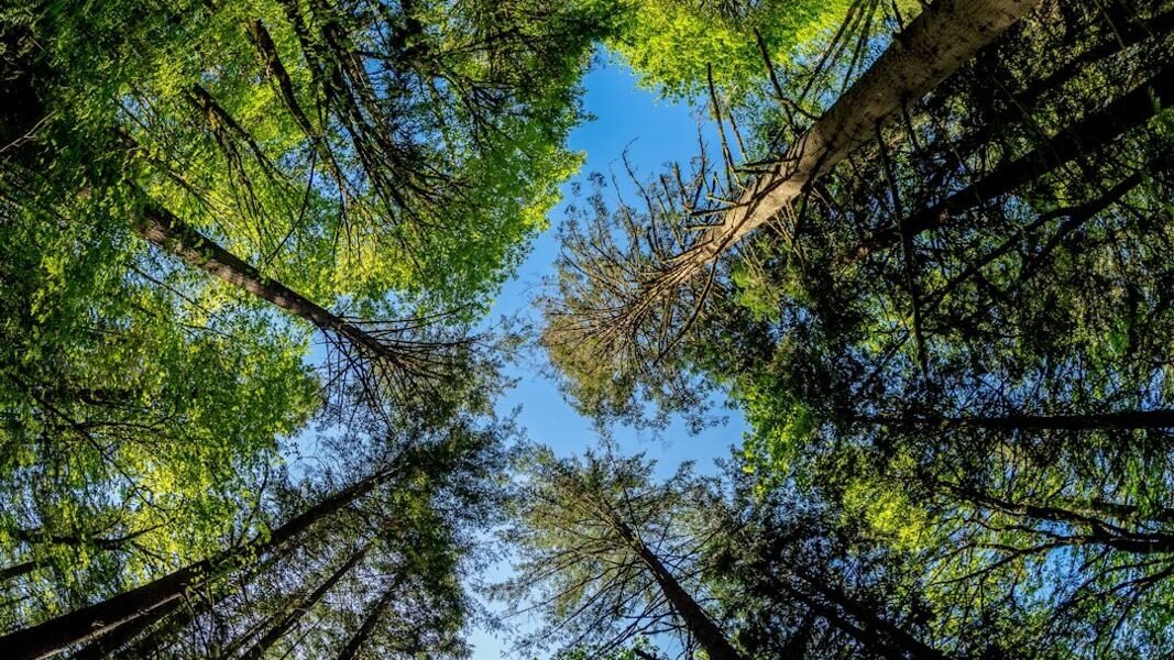 México busca billones verdes: el ambicioso plan para financiar la crisis climática