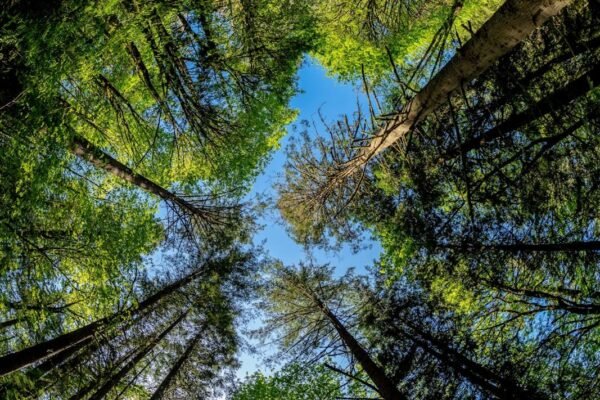 México busca billones verdes: el ambicioso plan para financiar la crisis climática
