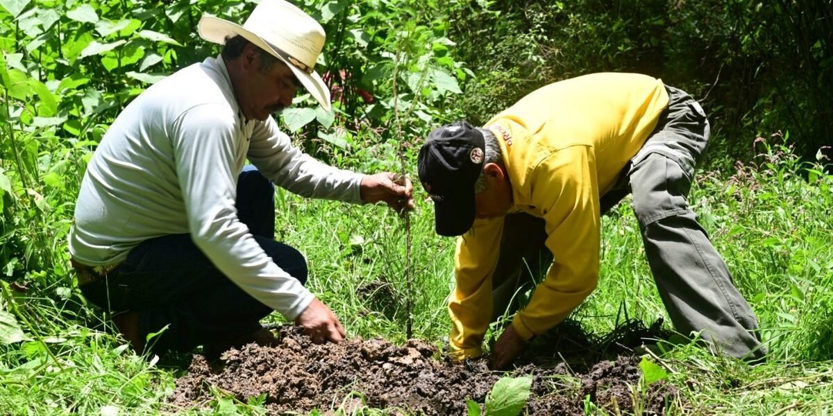 Estado de México restaura Bosques de Galería para proteger ríos y recuperar ecosistemas