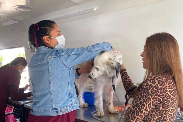 Edomex celebra el Día del Perro con más de mil servicios gratuitos