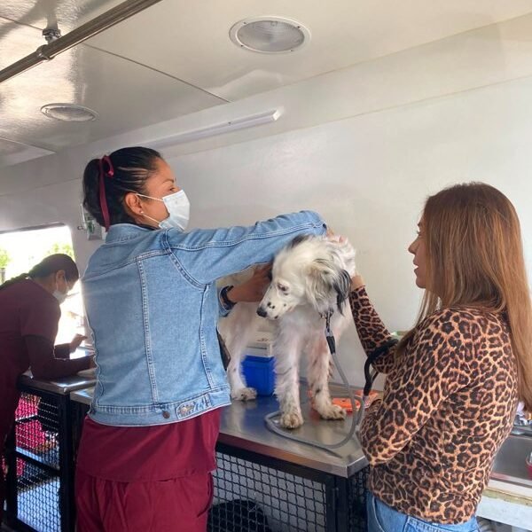 Edomex celebra el Día del Perro con más de mil servicios gratuitos