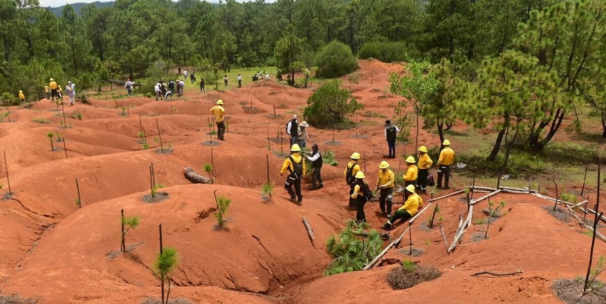 San Simón de Guerrero avanza en restauración forestal con participación comunitaria