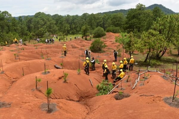 San Simón de Guerrero avanza en restauración forestal con participación comunitaria