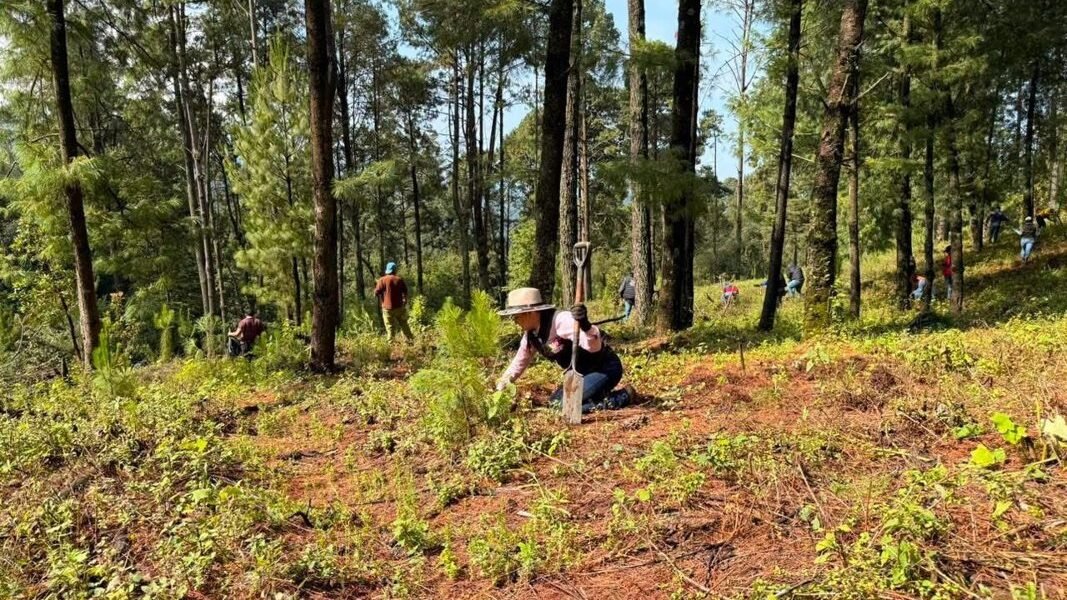 Amecameca siembra esperanza: concluye jornada de reforestación en Santa Isabel Chalma