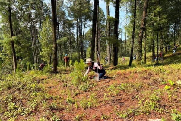 Amecameca siembra esperanza: concluye jornada de reforestación en Santa Isabel Chalma