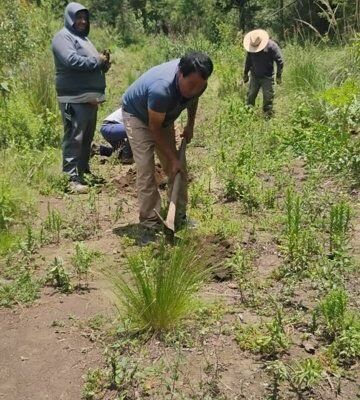 Reforestan El Ocotal: plantan 400 árboles para revitalizar pulmón de Chalco