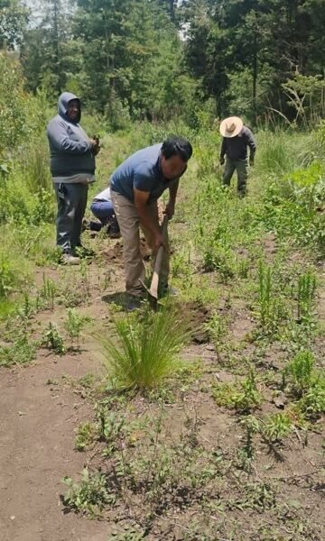 Reforestan El Ocotal: plantan 400 árboles para revitalizar pulmón de Chalco