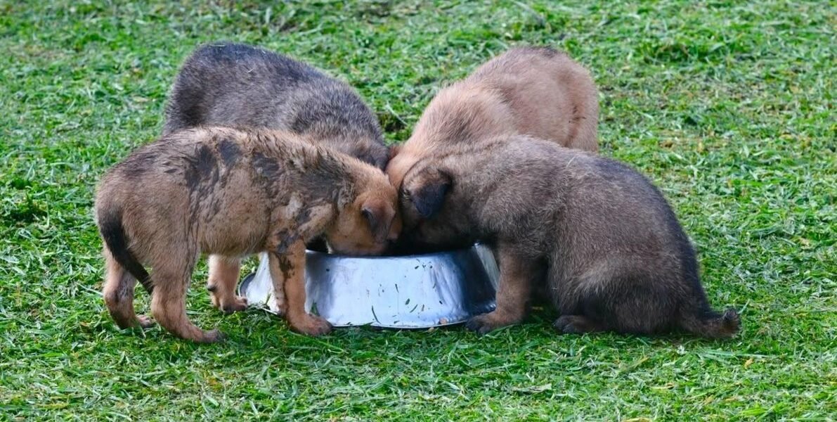 De la abandono a héroes: SSEM rescata familia canina para la Unidad K9