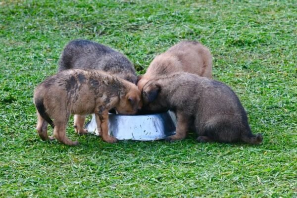 De la abandono a héroes: SSEM rescata familia canina para la Unidad K9