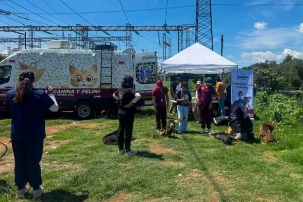 La Paz avanza en esterilización de perros callejeros con estrategia CERA