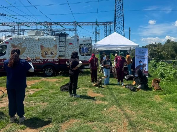 La Paz avanza en esterilización de perros callejeros con estrategia CERA