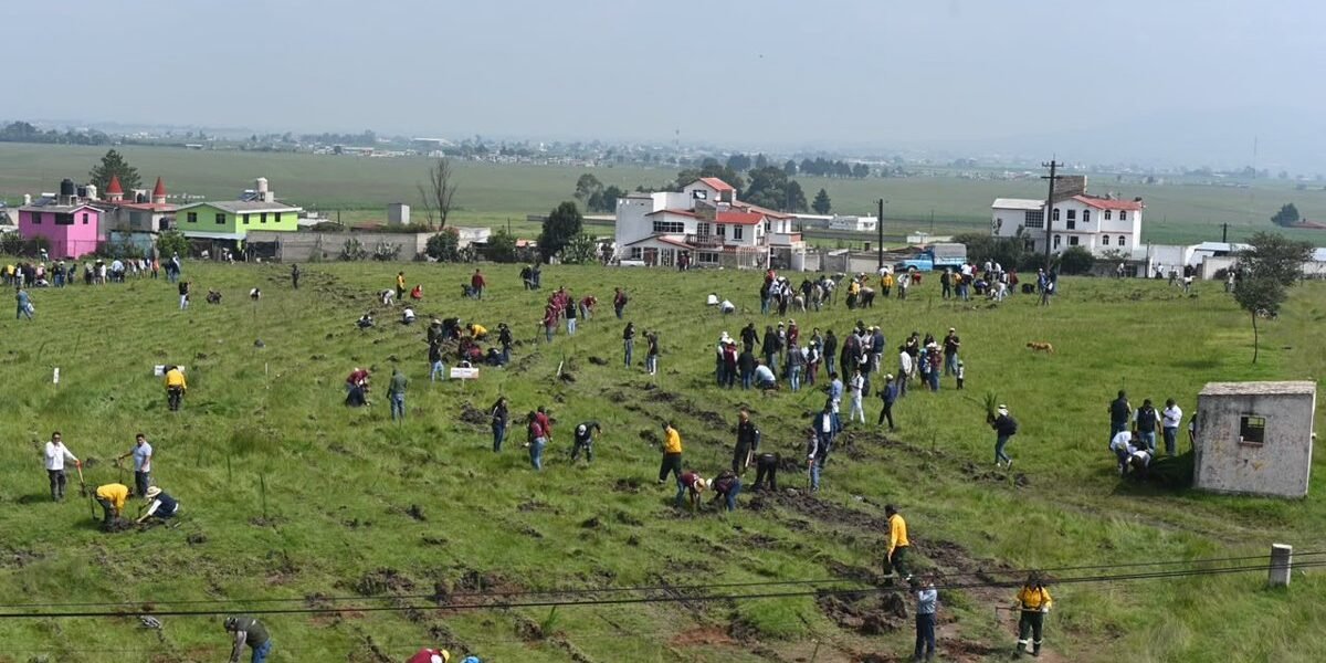 Restauran cuatro hectáreas de bosque en Toluca con participación de 300 personas
