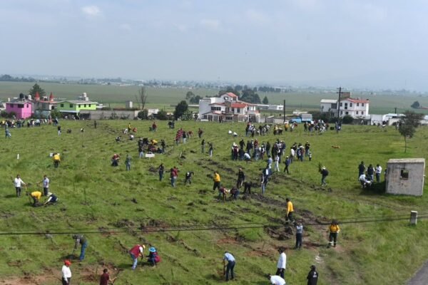Restauran cuatro hectáreas de bosque en Toluca con participación de 300 personas