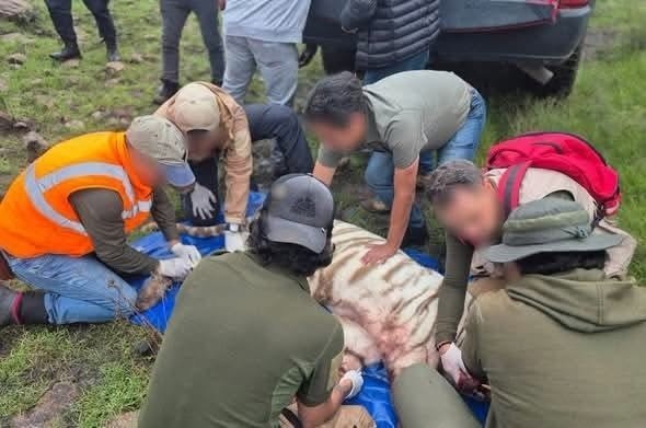 Sacrificado Kenzo, el tigre que escapó de albergue en Estado de México