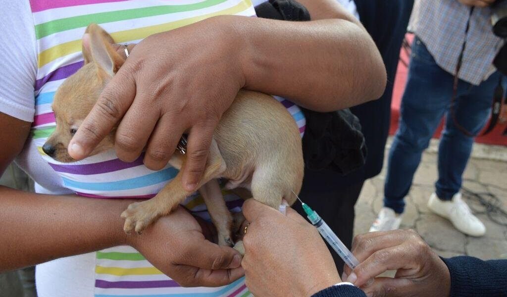 Edomex lidera vacunación antirrábica en el país con 10 millones de dosis