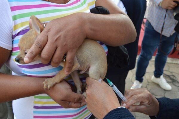 Edomex lidera vacunación antirrábica en el país con 10 millones de dosis