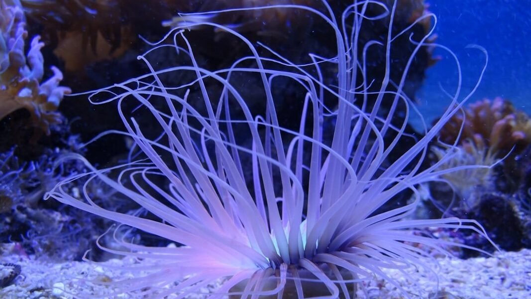 Descubrimiento de 24 especies desconocidas en las profundidades oceánicas