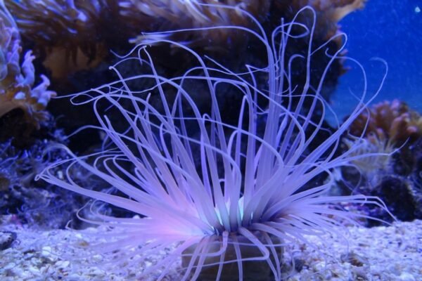 Descubrimiento de 24 especies desconocidas en las profundidades oceánicas