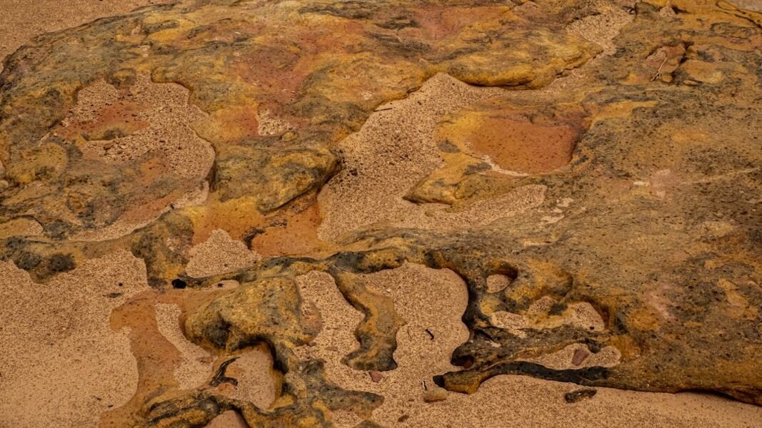 Un fósil olvidado en museos revela al escorpión más gigante de la historia