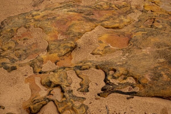 Un fósil olvidado en museos revela al escorpión más gigante de la historia