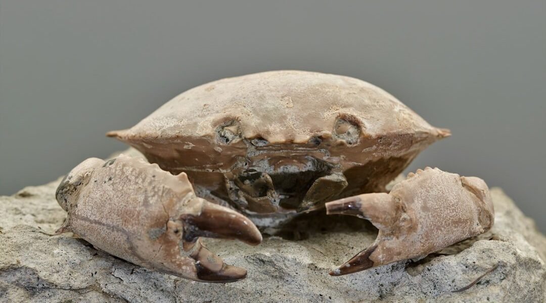 Un fósil de 150 años revela el escorpión más colosal de la historia