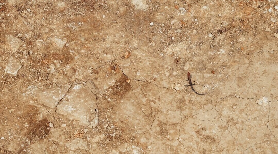 Un fósil olvidado revela al escorpión más grande de la historia