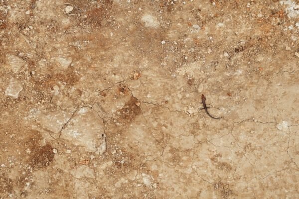 Un fósil olvidado revela al escorpión más grande de la historia
