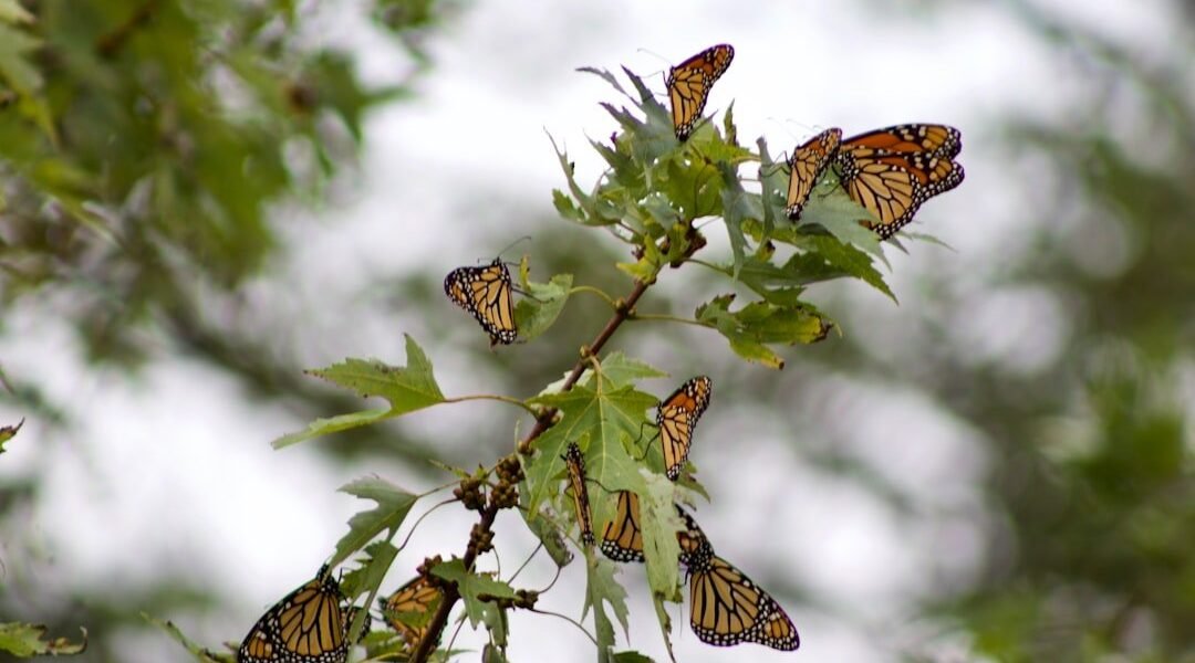 Monarcas en el Caribe: México amplía los territorios de reproducción de la especie icónica
